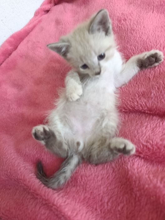 Котик тайський окрас  шукає дім котенок