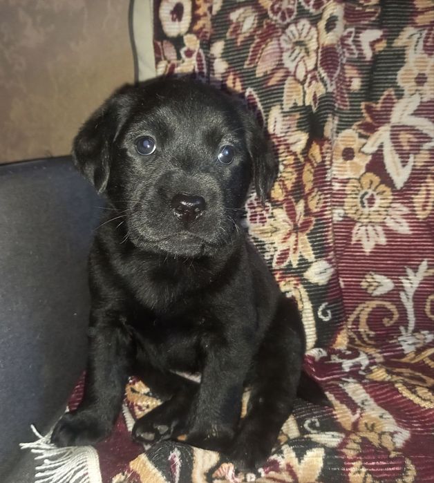 Цуценята лабрадора