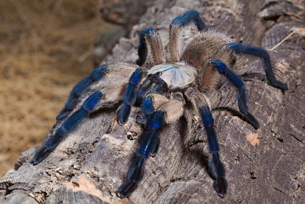 паук птицеед Monocentropus balfouri адуль самка 

Голубой пцеетид Mono