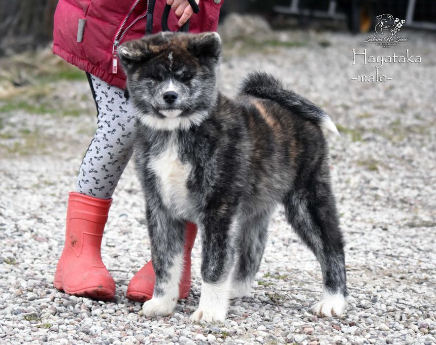 Szczenięta Akita Japońska pręgowany samczyk