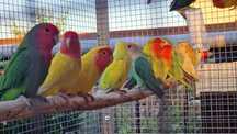 Vários agapornis para venda