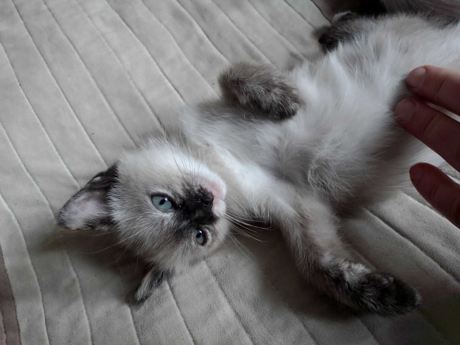 Тайский сиамский котенок черепахового окраса  tortie-point. Девочка
