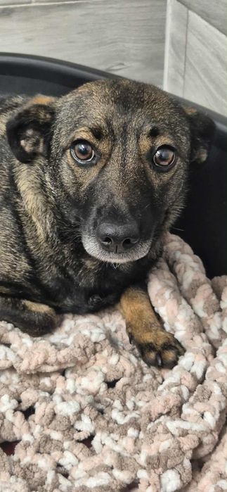 Niewielka sunia szuka kochającego człowieka