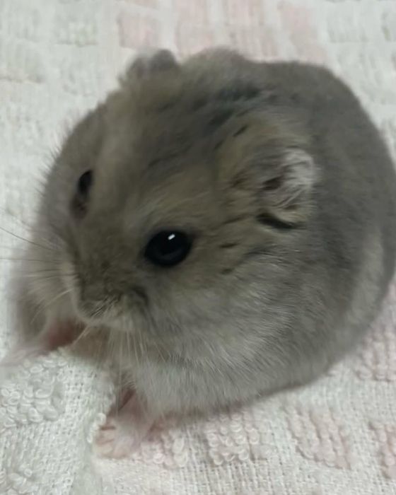 віддам хомʼячка безкоштовно