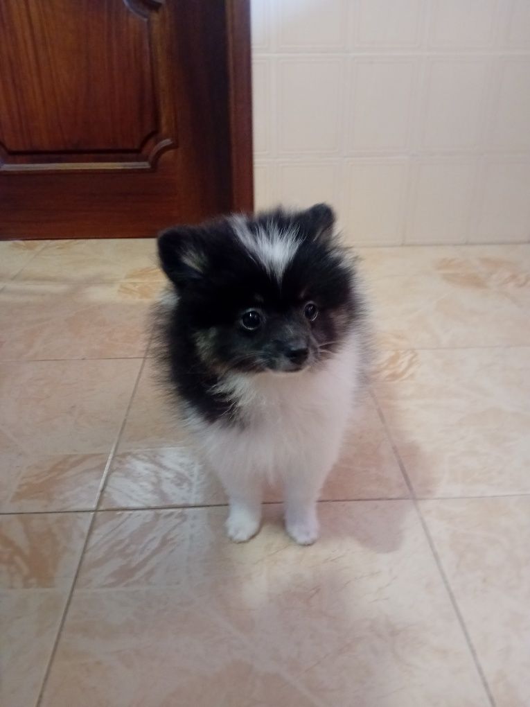 Spitz alemão macho