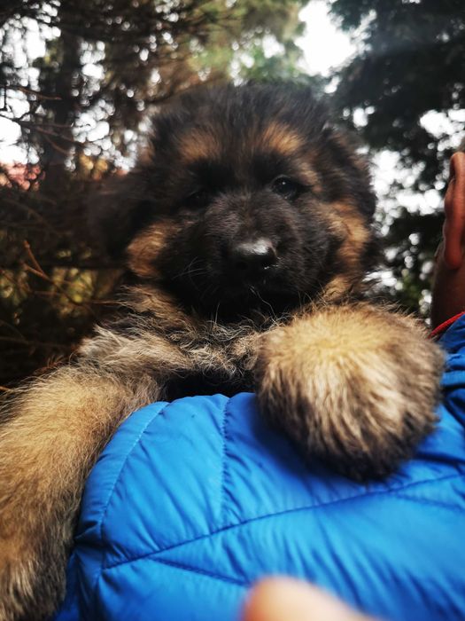 Owczarek niemiecki dtugowlosy szczeniaki