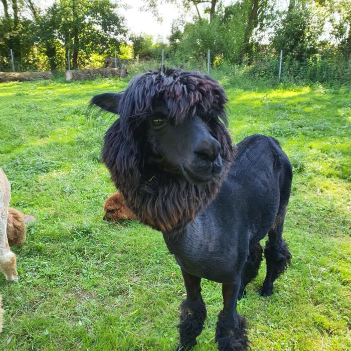 3 letnia alpaka samica w ciąży