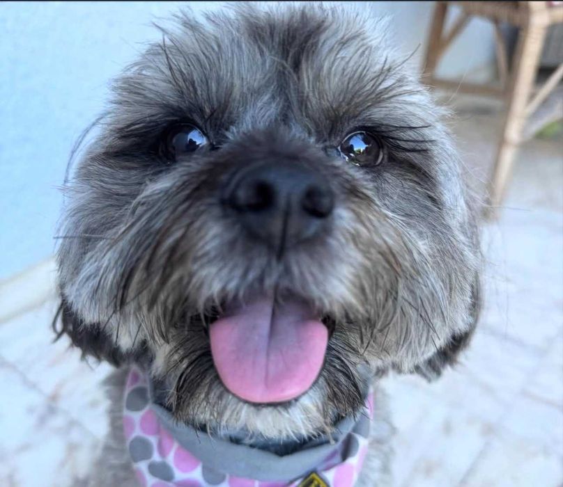 Alojamento familiar para o seu cão/ Pet sitting/ hotel para cães