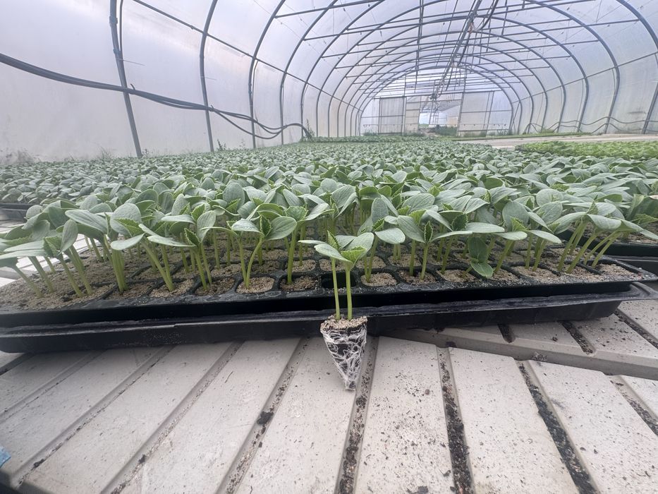 Ogórek Gruntowy ATOMIC