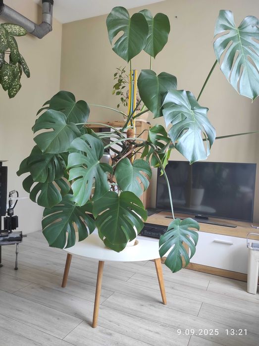 Монстера деликатесная