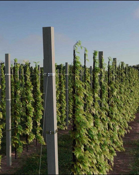 Садові стовчики (Шпалера)