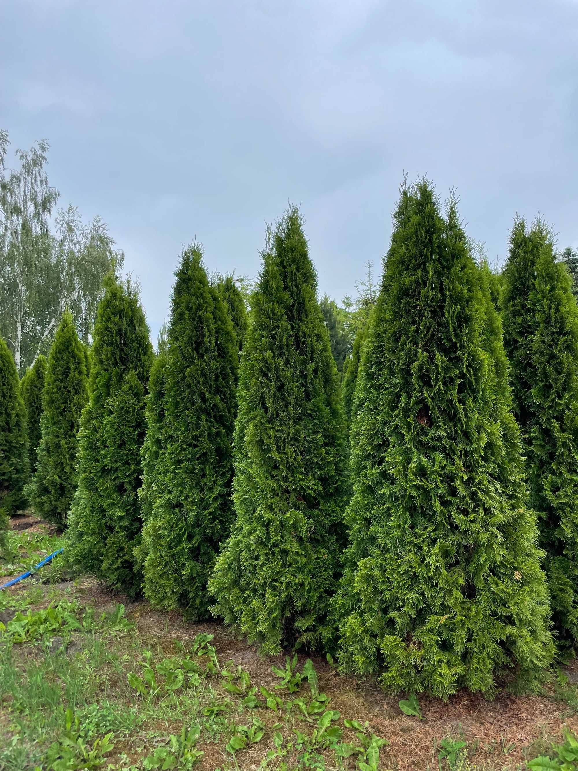 Tuja SZMARAGD 270cm, wysokie tuje na żywopłot, duże thuje