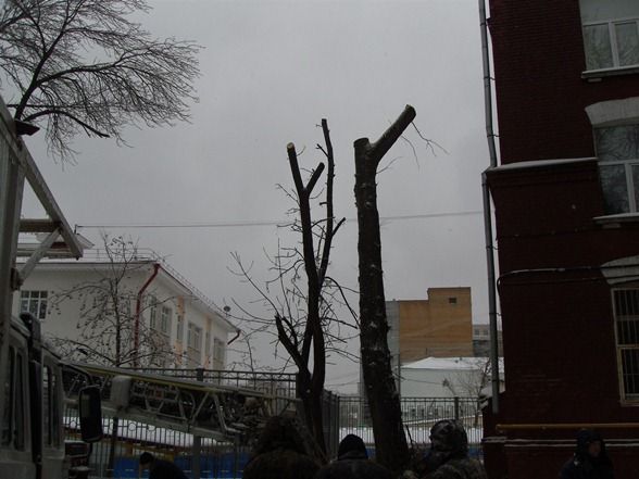 спиливание,срезание,срезка,обрезка,удаление деревьев,убрать деревья