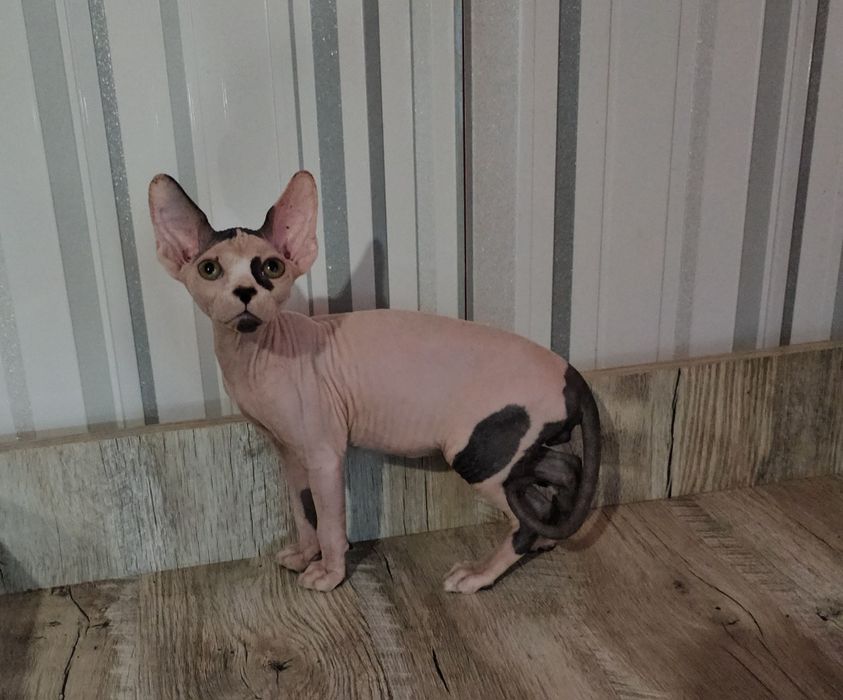 Хлопчики гарнюні