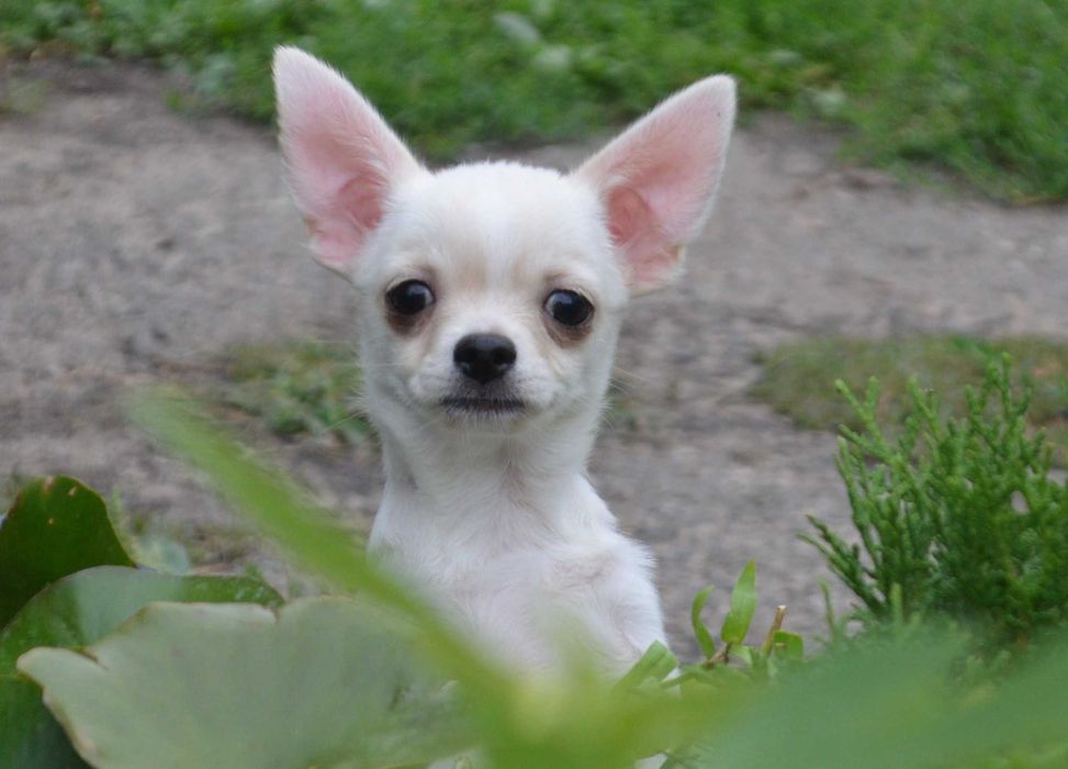 Чихуахуа хлопчик