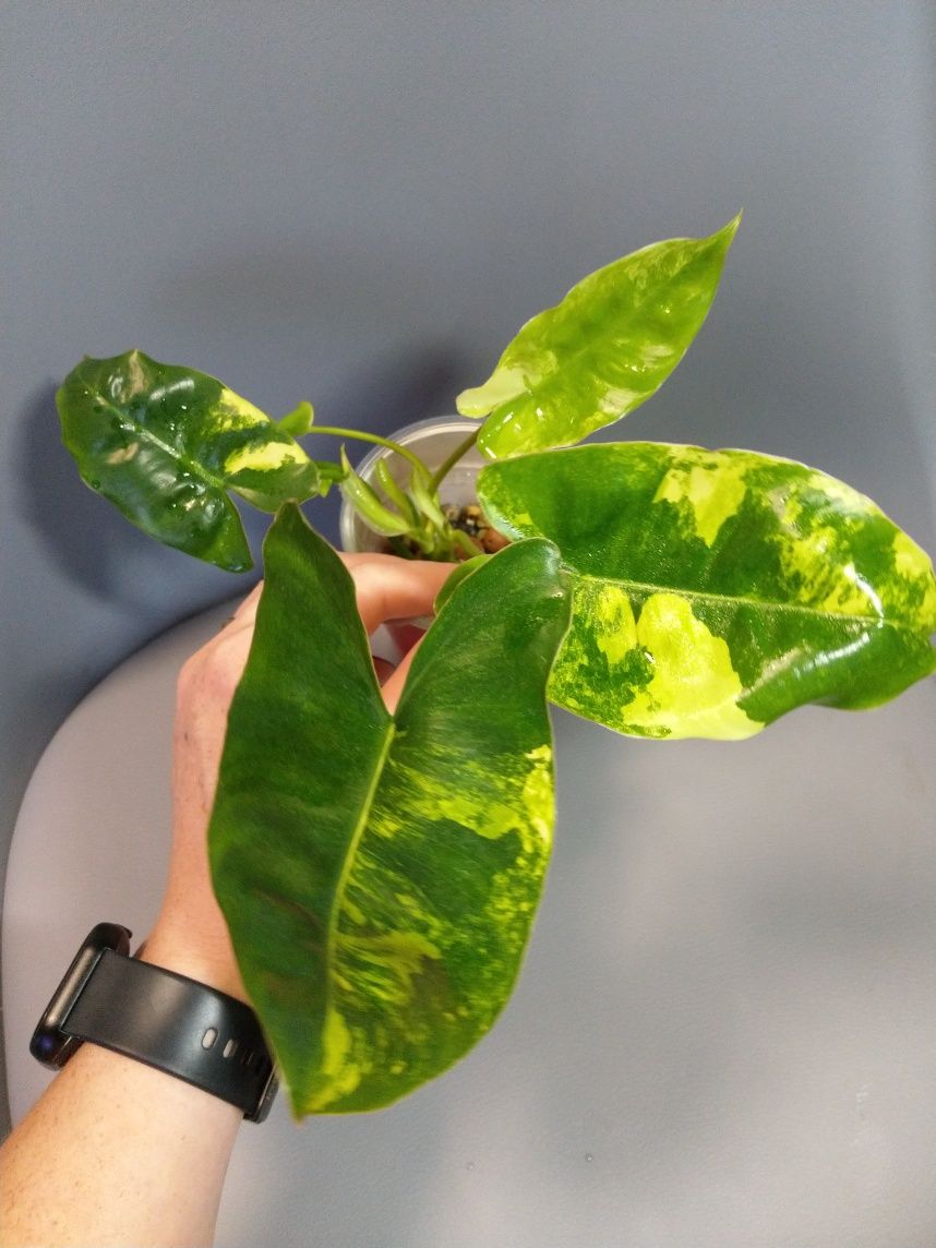 Philodendron Burle Marx Variegata