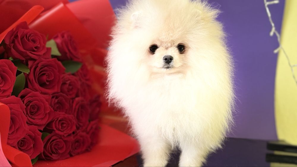 Красуня дівчинка шпиць