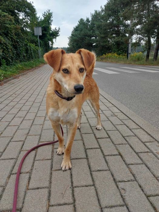 FOX - Schronisko dla Zwierząt w Ostródzie