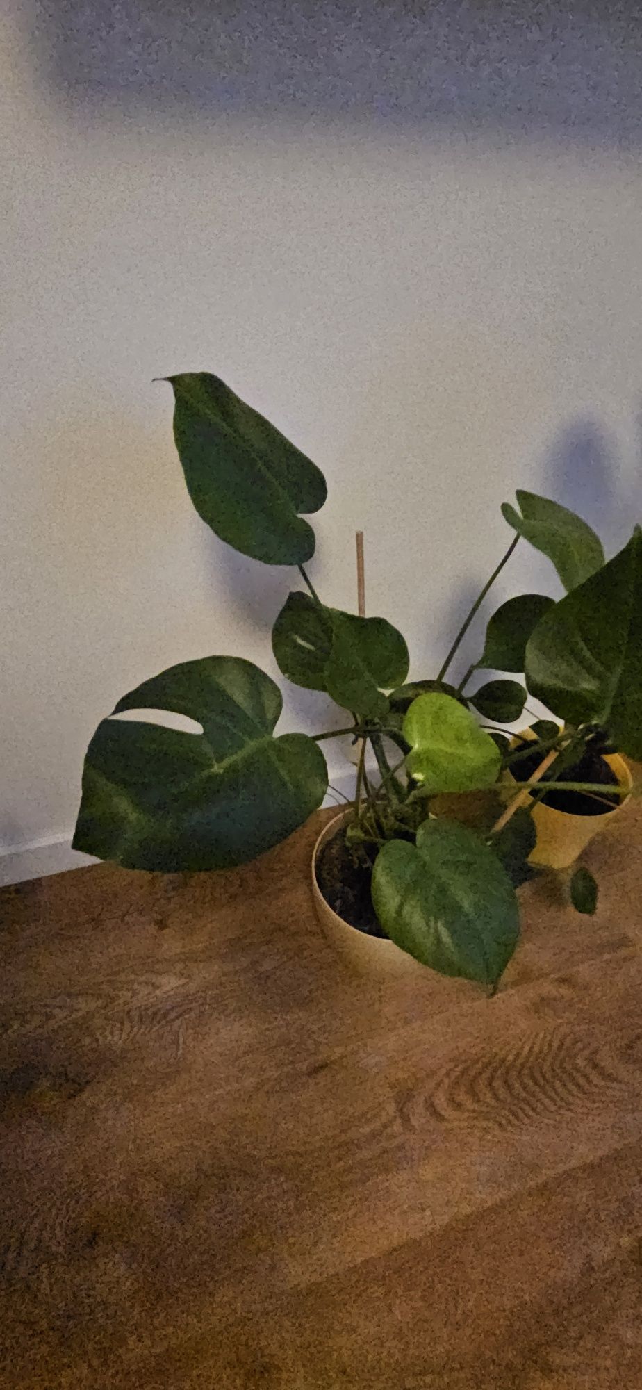 Kwiatki monstera