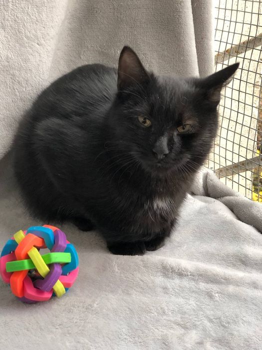 Котик 5 месяцев бесплатно