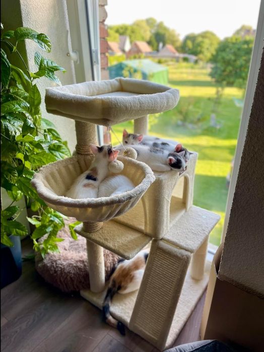 Drapak Dla Kota Wieża Legowisko Domek Jaskinia Rampa Beżowy Nowy