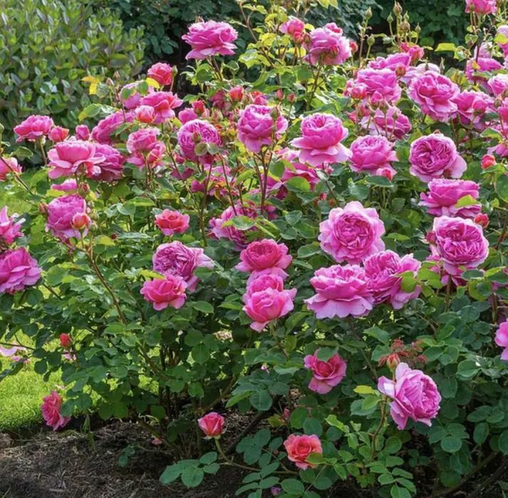 РОЗА английская Принцесса Александра оф Кент