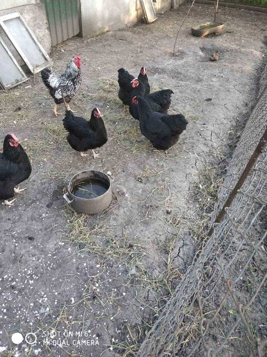 Кури, курчата віандота різних окрасів