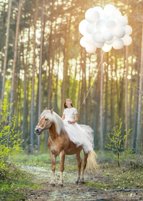 Sprzedam wałacha haflinger