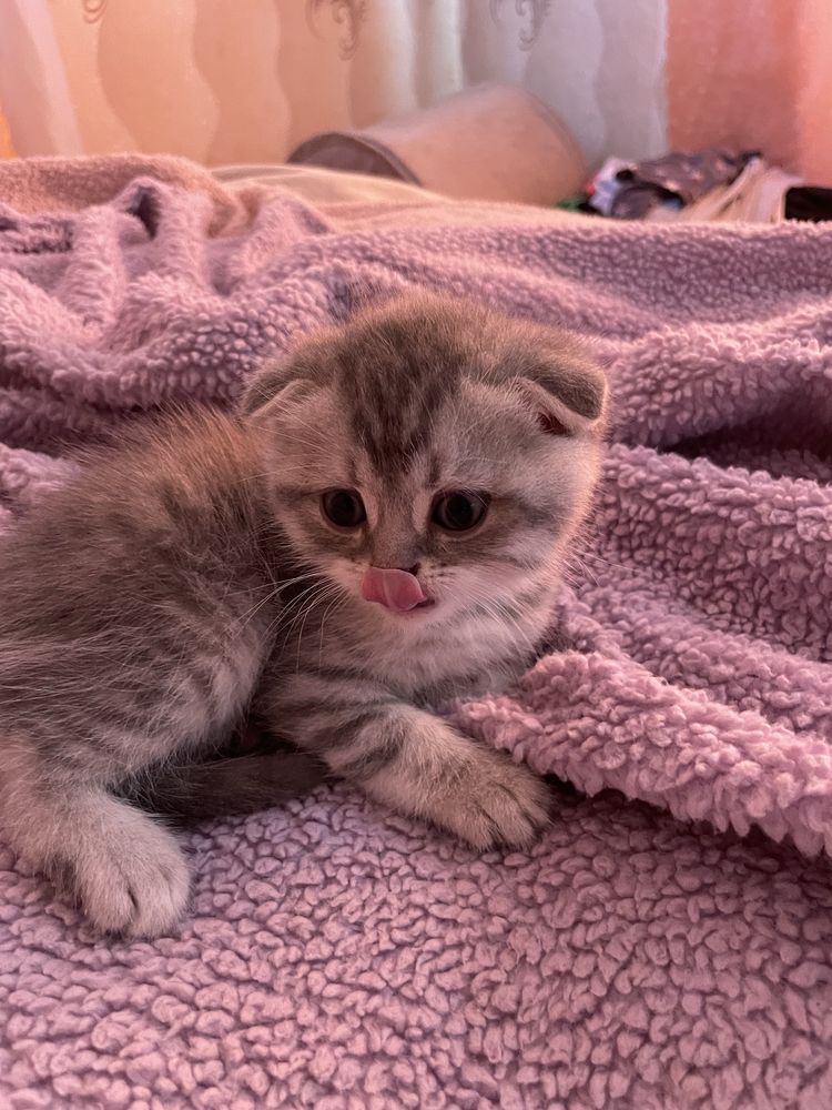 Шотландські кошенятка