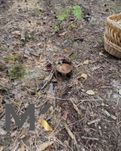 Продам земельну ділянку у с. Великий Карашин, Бучанський район