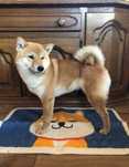 Shiba Inu zapowiedź miotu po Championach PL, ZKwP, pierwszy miot Beti.