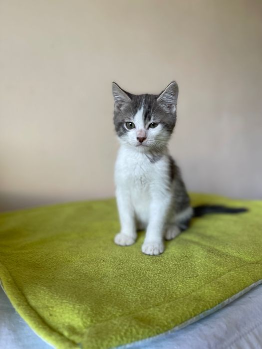 Котята котики отдам  котенок мальчик