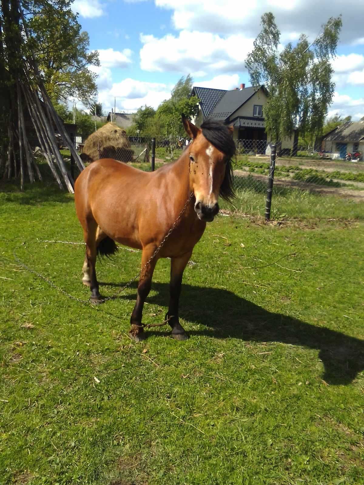 Продам коня 4 роки