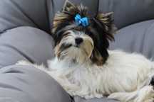 Yorkshire Terrier Biewer,Biro  piesek