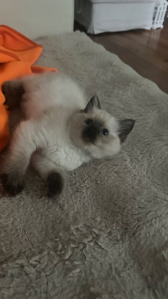 Sorzedam kotkę rasy Ragdoll