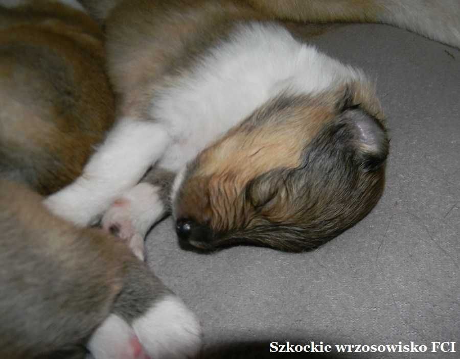 Owczarek szkocki długowłosy collie ZKwP/ FCI