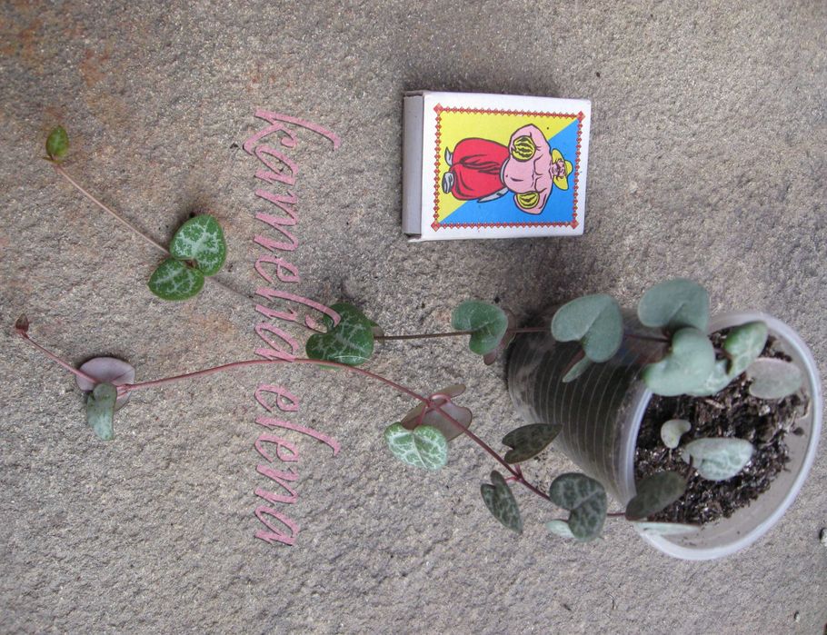 Церопегия Вуда - ампельный суккулент.