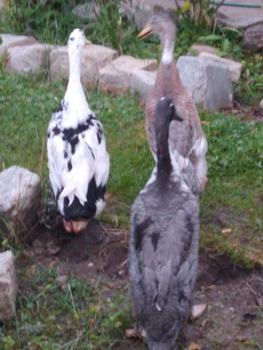 Kaczki kaczki biegusy