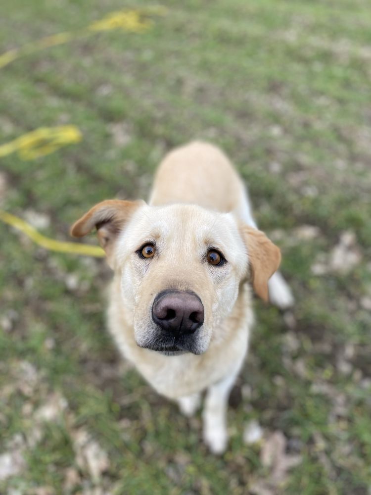 Kochany radosny labrador golden retriever border colie owczarek biały