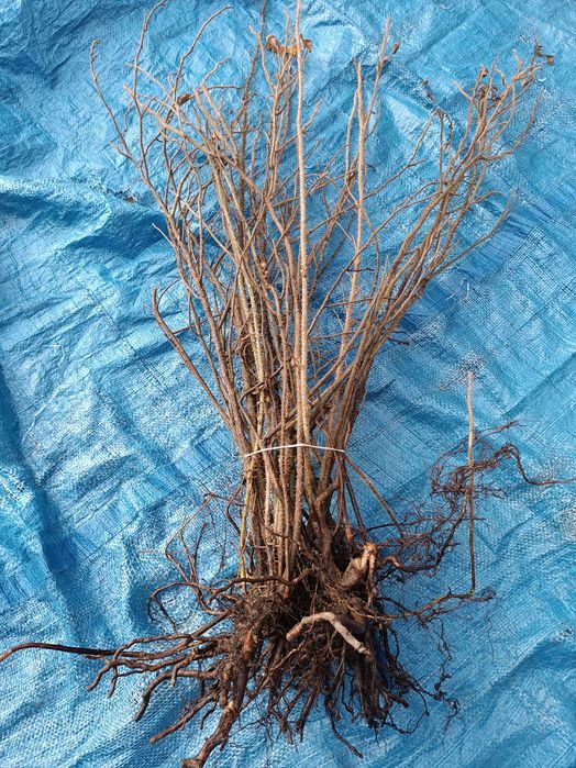 Róża pomarszczona sadzonki z gruntu