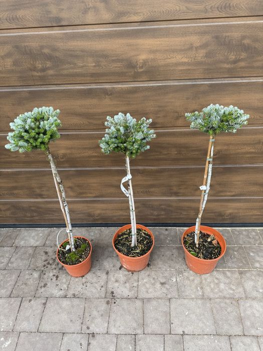 Ялиця Icebreaker (abies), ялина (picea) Glauca Globosa Inversa Tenas