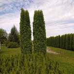 Tuja kolumnowa 160-180 cm Columna