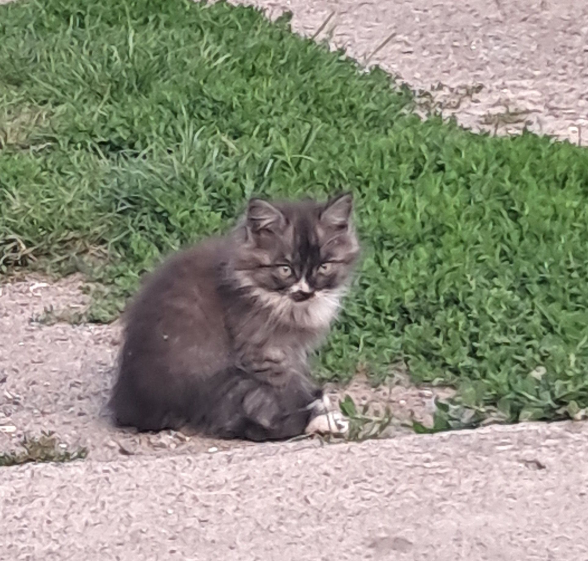 Кошенята в добрі руки