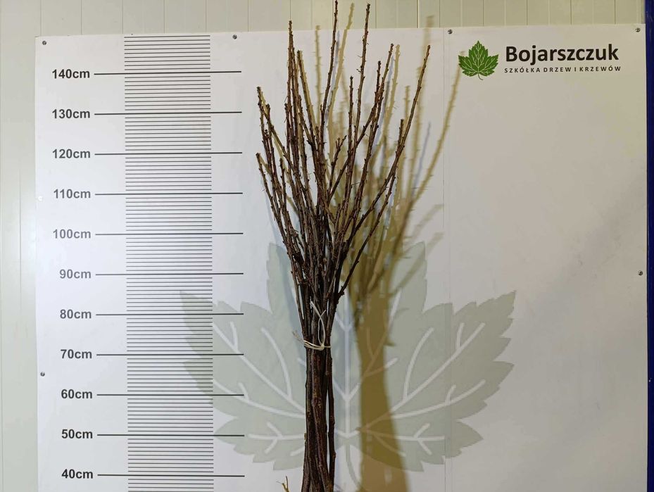 Sadzonki porzeczki czarnej czerwonej białej PA PIENNE szczepione 2025