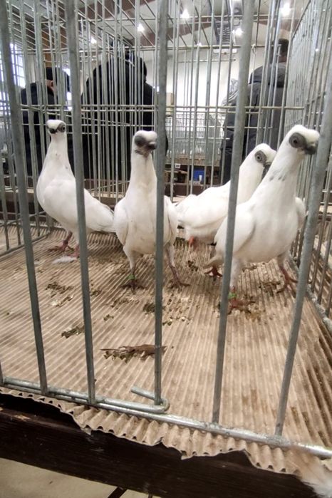 Szek , szeki, winer , winerki na białym ogonie