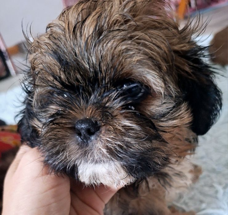 Dafi piekny, unikatowy chlopczyk Shih Tzu szuka domu
