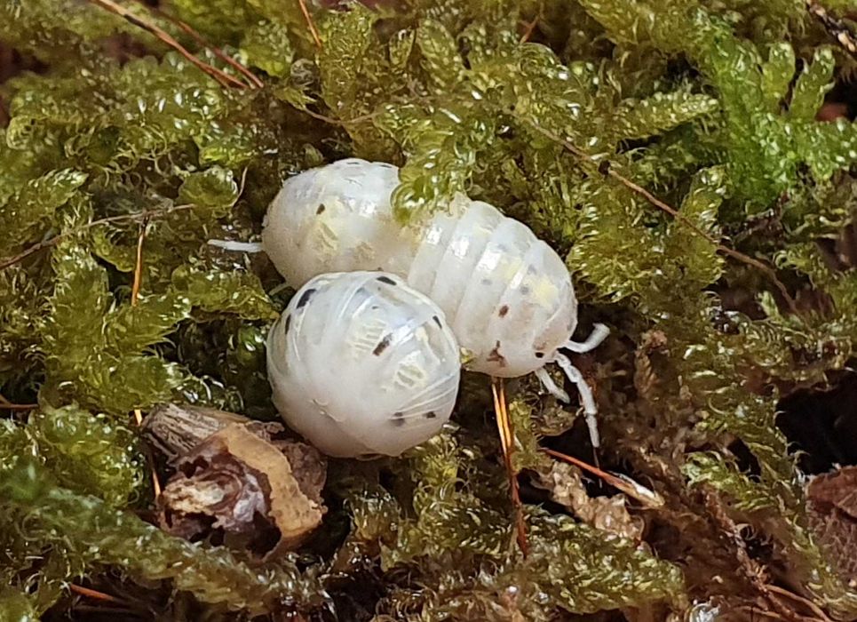 Kulanki Isopody - Armadillidium vulgare 