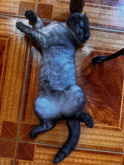 Шотландка БонЯ 3 месяца Скоттиш Фолд