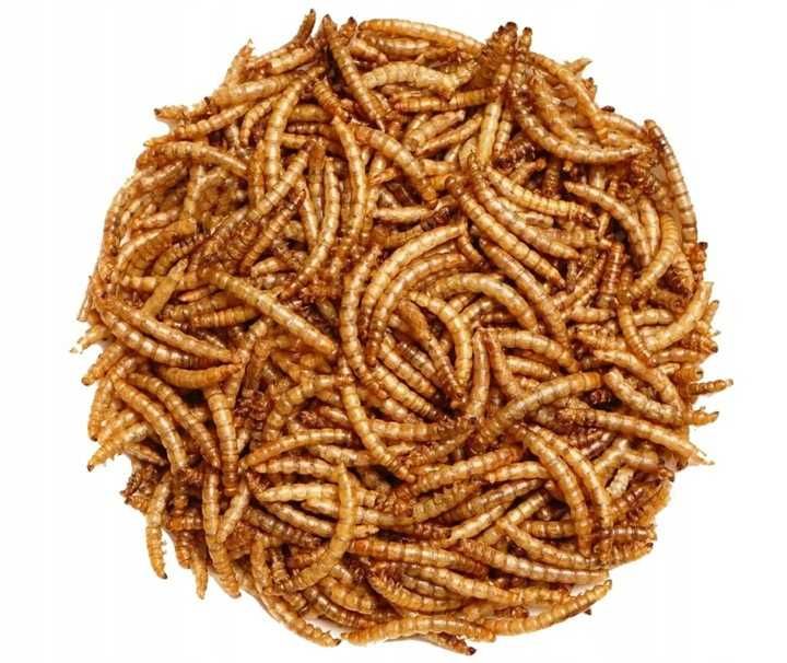 Mącznik młynarek - Suszone larwy mącznika młynarka 10kg