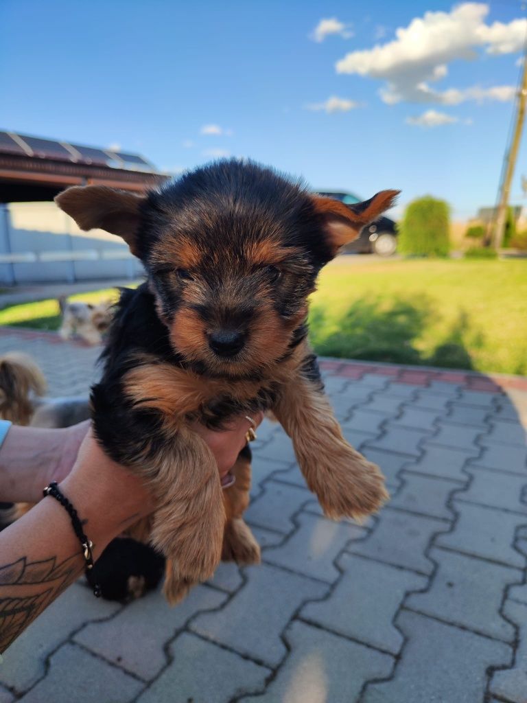 Yorkshire Terrier – szczeniak z rodowodem SWKiPR

Maluch jest już po p
